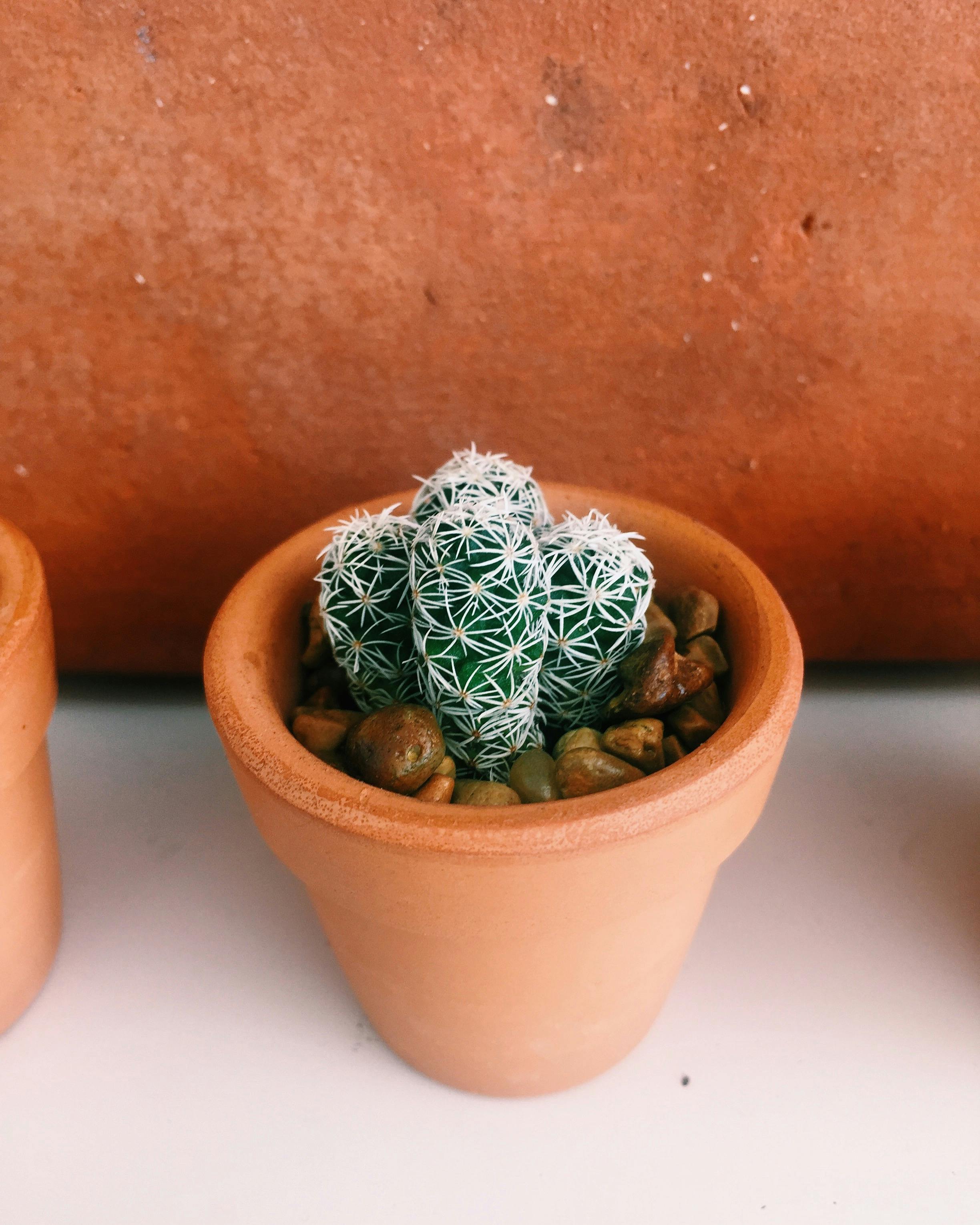 green barrel cactus and brown clay pot beside brown wall